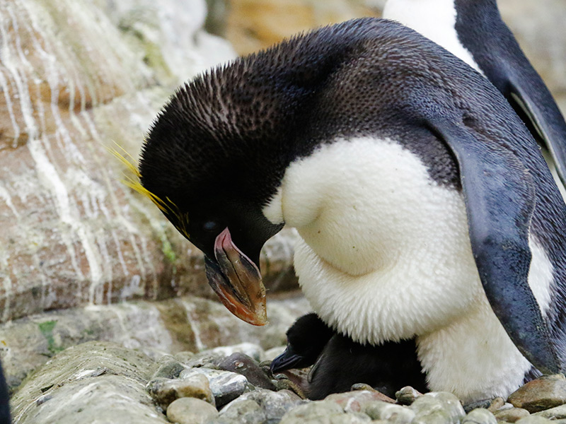 Why penguins give stones as gifts to females