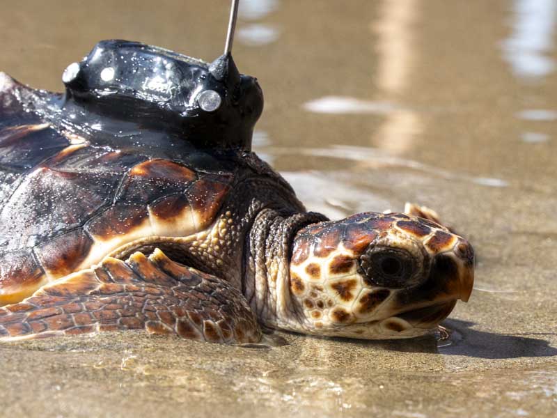 Suelta de tortuga boba en el proyecto de conservación Head-Starting