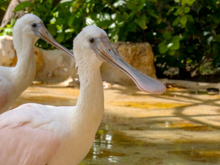 Roseate spoonbill