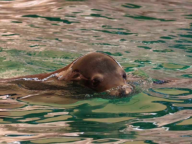 Californian Sea Lion