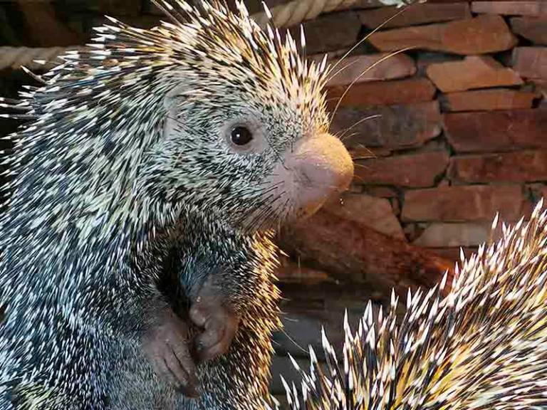 Brazilian tree porcupine