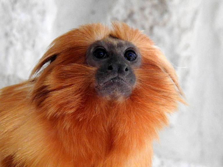 Golden lion tamarin