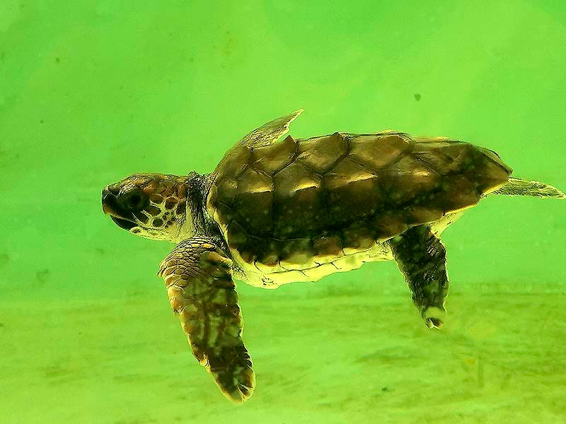 Tortuga boba (Caretta caretta) en Selwo Marina